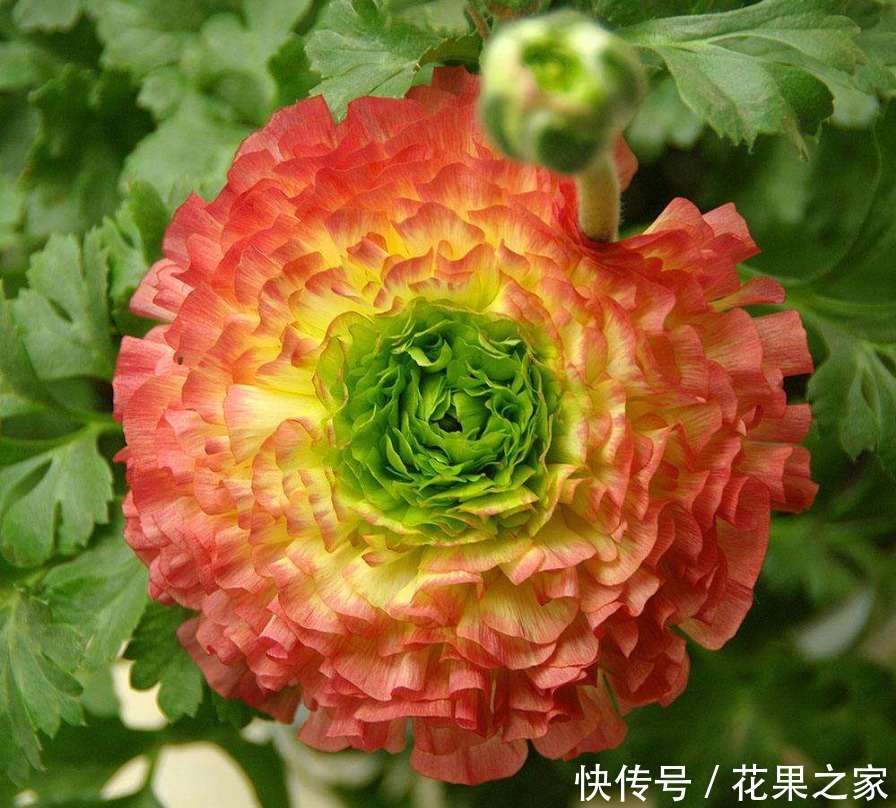 牡丹|它在冬日里绽放,美如“牡丹”花色丰富艳丽