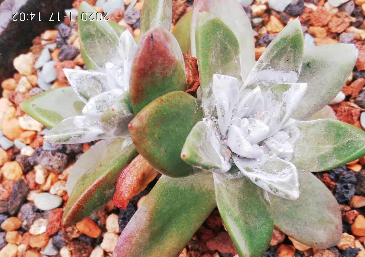 侧芽|养多肉的路上挂掉的多肉数不胜数，哪些品种挂掉之后让你最心痛？