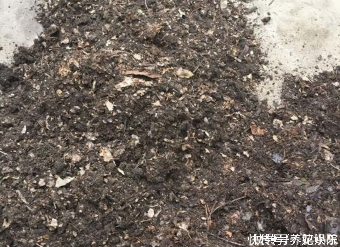 叶子|养君子兰，用3种“花土”，植株长得旺，叶子宽厚