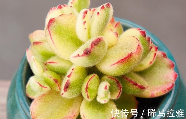 多肉白熊看起来养护难度颇高,但只要掌握方法,新手也可将它养好