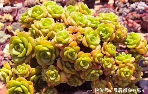 3种多肉植物,冬天冻一冻更漂亮,香味浓郁,养成小老桩!