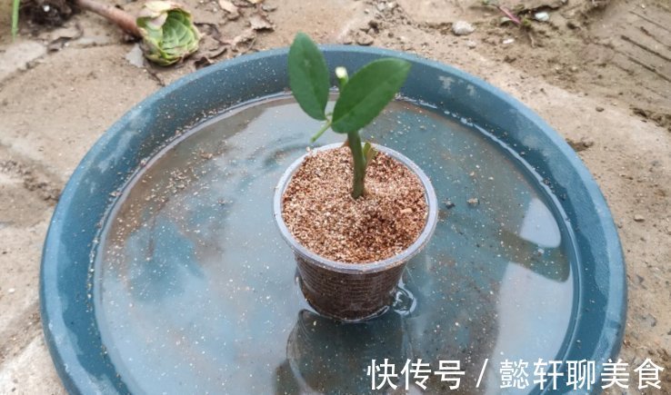 养花2种扦插方法，掌握“关键点”，扦插不再难，扦插一棵活一棵