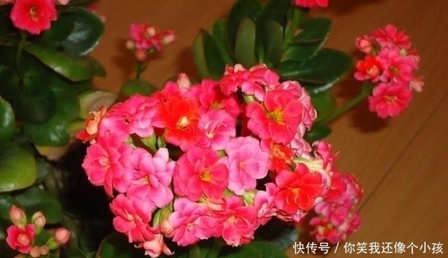 冬天|长寿花冬天不开花怎么办?控水、控枝,注意这两点,花苞挤满