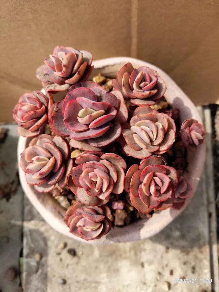 养肉多年的新手我相信它们一定可以变得更美丽!