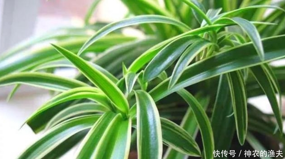 家里养此款花,直接美爆阳台,一年四季都美美的