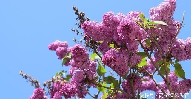 黄莺&九首田园诗词槿花篱落竹丝长,垂垂山果挂青黄!