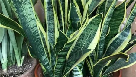 家里养这4种植物,旺财镇宅,净化空气又好看,养一盆特别值