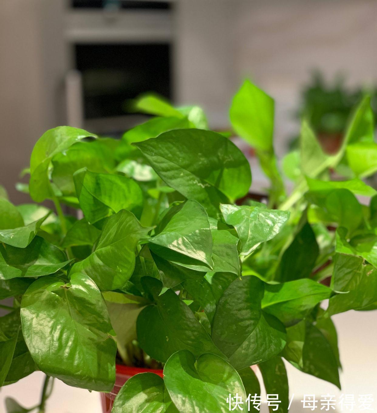 8种“漂亮花”别晒大太阳,一晒就耷拉,客厅不见光,养成绿森林