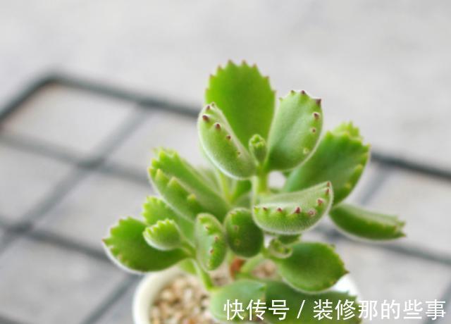 浇水|夏季养护熊童子,植株不烂根不掉叶