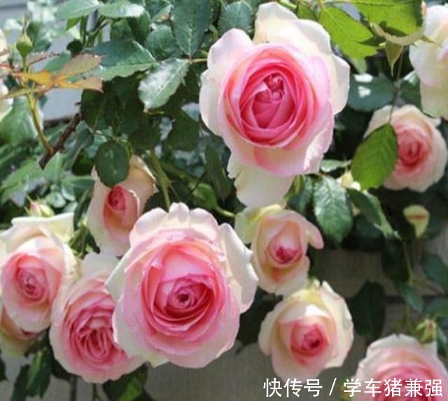 月季花最喜欢这三种肥,这个春夏花开满枝,就看它了!