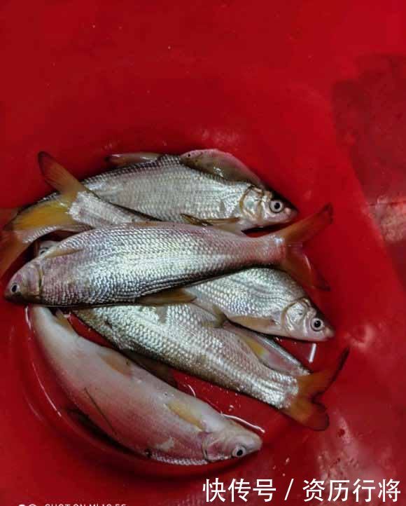 春季黄尾正狂口,各种水域都会有,攻略及钓法分享