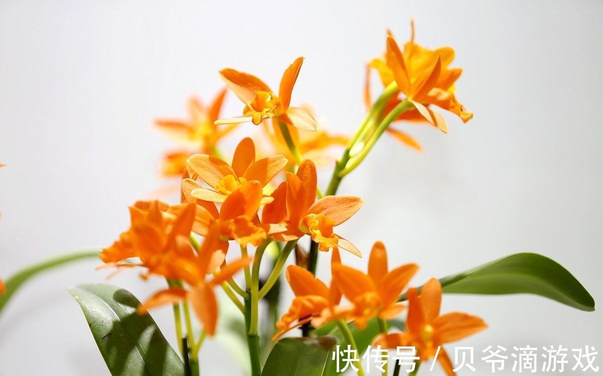 最全兰花养护大全,做到这3点,兰花年年都开花