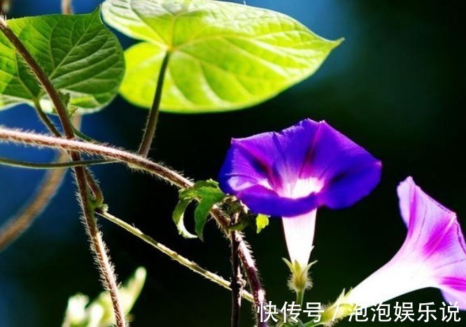 牛花|家里别养4种“霉运花”，好看也别养，尤其第三种，赶紧扔出去！