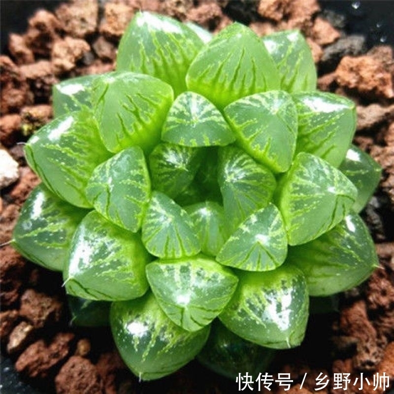 冬天室内就养它,叶型饱满,不徒长不褪色,状态满满