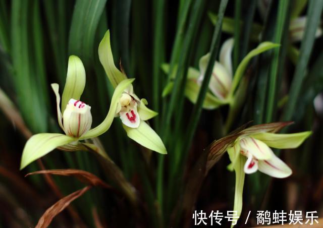 家中养护兰花，使用简单的“肥液”，新芽蓬发，轻松开花