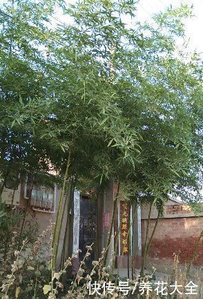 农村人的院子超上档次，种花不在多，关键是选好品种