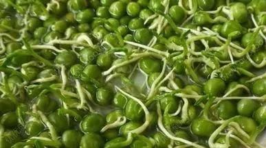 翻倍|4种蔬菜发芽后,不仅没毒,营养还翻倍,可以放心吃