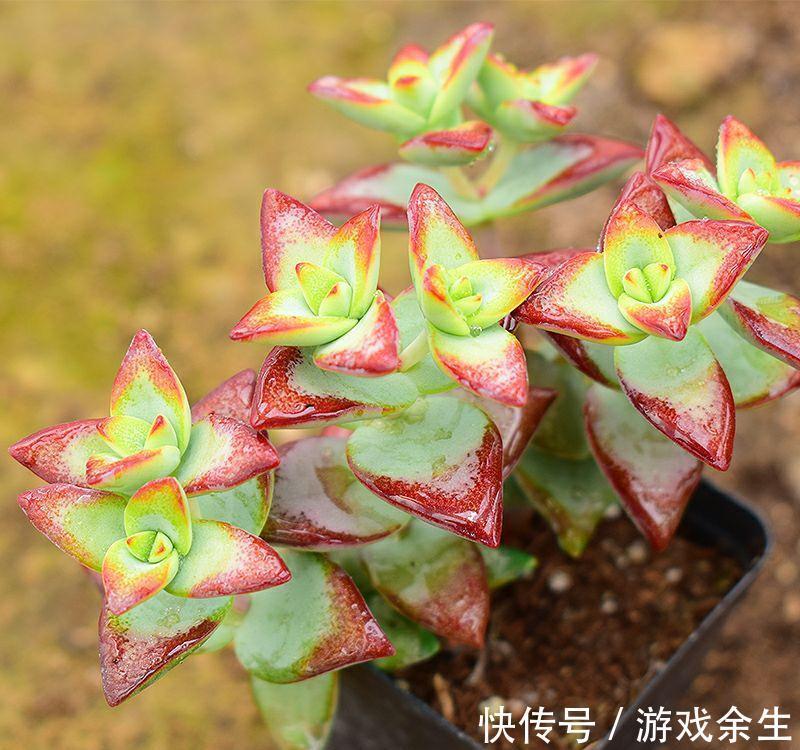 养多肉就选自由女神，养护简单易爆盆，叶片深红又肥美，很漂亮