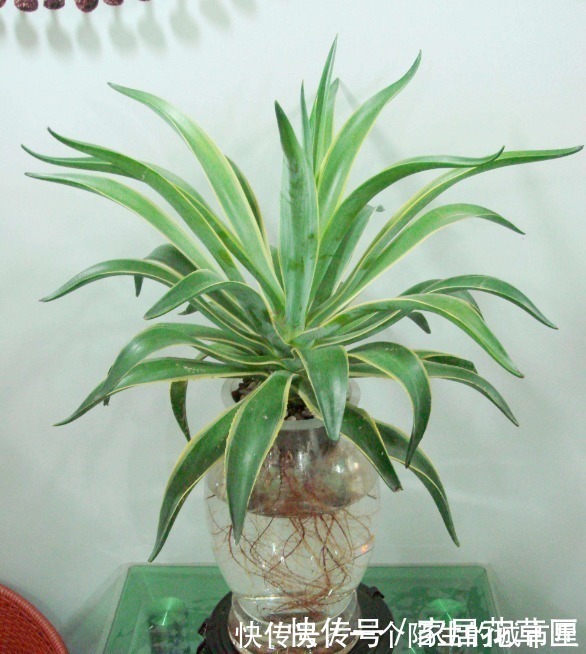 花朵|不招虫3种植物，放在家里又美又干净，心情也会变好，赶紧养1盆
