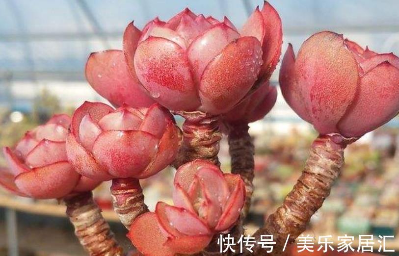 想要多肉秀妍长成悬崖桩?3个细节不容忽略,不然徒长又褪色