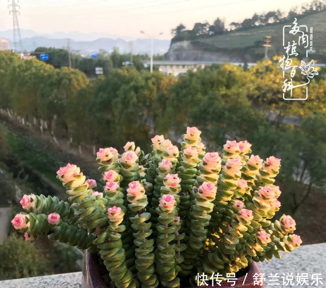 楼顶的多肉,让我的生活无意间打开了一个新世界!