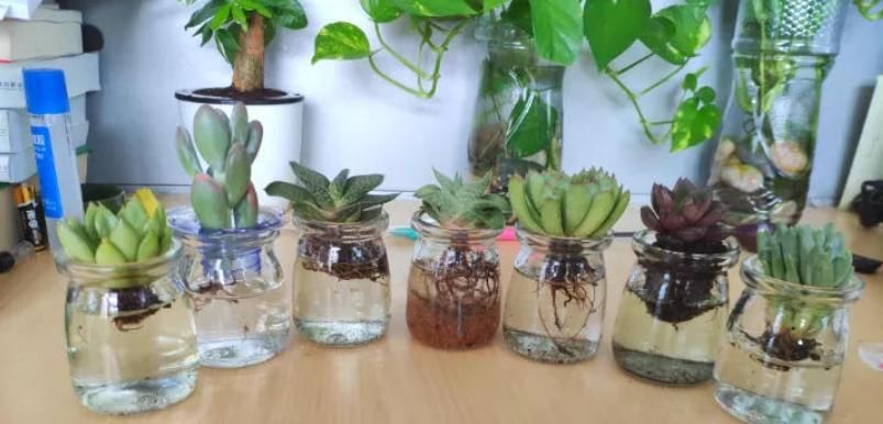 土培转水培，水培转土培，养花期间均不能忽略这2点