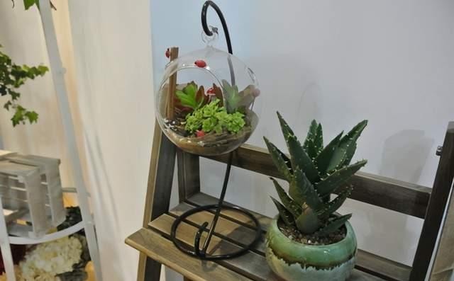 瓶景植株|过年大火的瓶景自己做,一瓶就是一个景观,小小一个真有趣