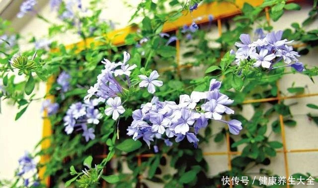 “8种花”进入6月活性高，枝条插盆就生根，不怕黑腐，长得旺！