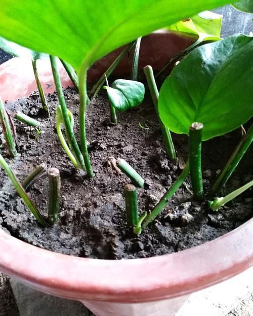 油绿|养文竹绿萝,“1种”颗粒撒盆里,叶子油绿一整年,越长越旺