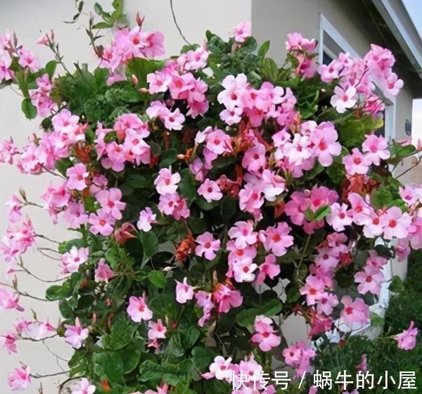 复合肥|5种漂亮花,7月养一盆正当时,越热开得越旺盛,花苞砰砰满枝头