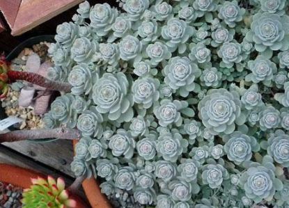 盘点最容易爆盆的3种多肉,养肉老花农详细给你讲!