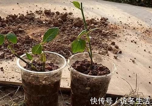 天冷扦插花草，技术再娴熟也没用，只有做到这些才能早生根发芽