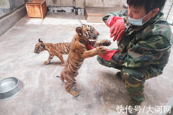 洛阳|洛阳王城公园今年新添三只虎宝宝，“写真”来了