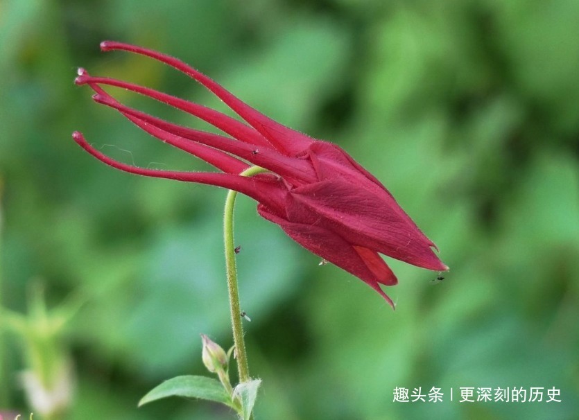 花裙子|此花雨后更显娇艳欲滴，奇特的容貌让人爱不释手，是胜利的象征