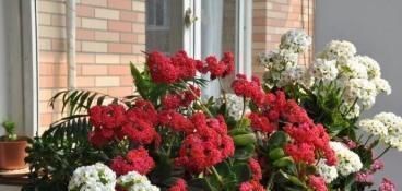 宝贝|这种小东西,可是养花宝贝,盆底垫一些,不黄叶,根壮开花多!