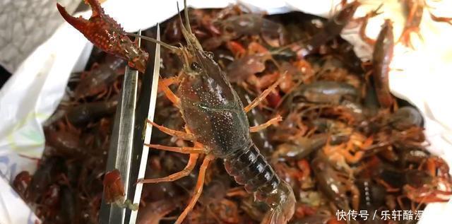 手软|夏天，碰到此肉别手软，一次性买30斤，放冰箱冻起来，特省事！