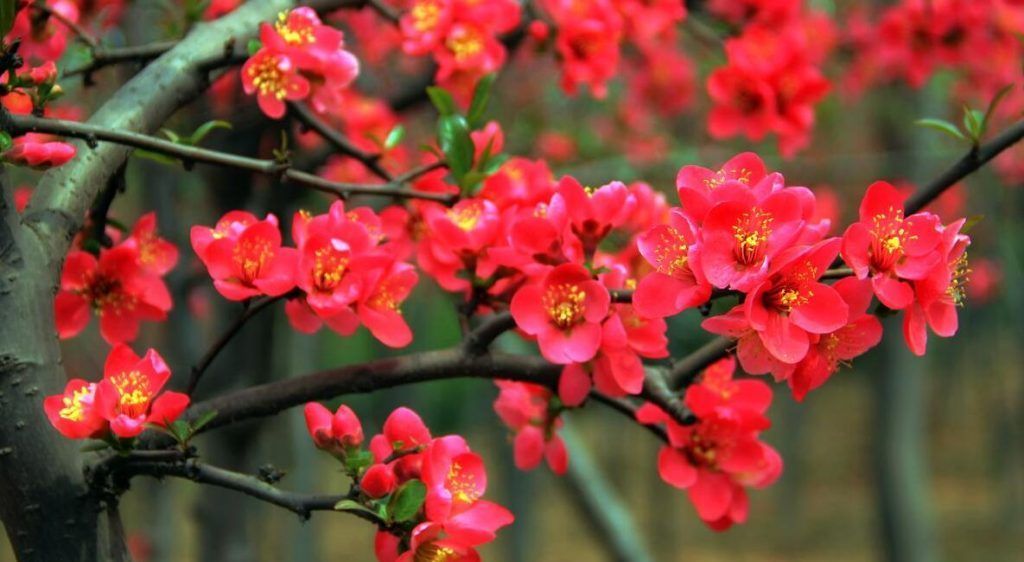 养花试试这几款,花朵优雅非常适合中老年人