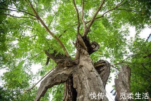 梧桐树|家里种树,讲究大,5种树旺宅,3种树不能栽,你知道是什么吗
