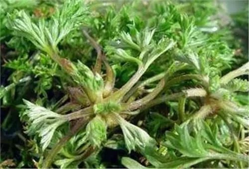 枯草杆菌|101岁奶奶透露农村一种野草，晒干后泡水喝能治百病，超方便！