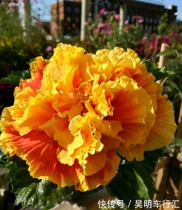 邻居在窗台养了1种花,开花太漂亮,花色像“黄金”,美得发光