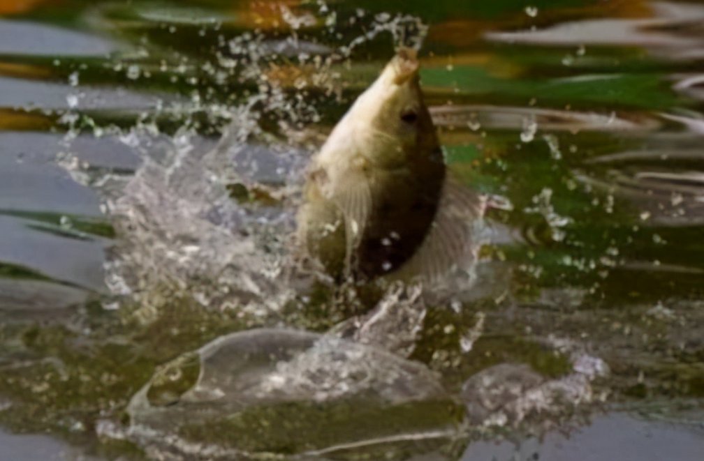 野钓不知道怎么合理搭配饵料，新手钓友进阶推荐，快来看看