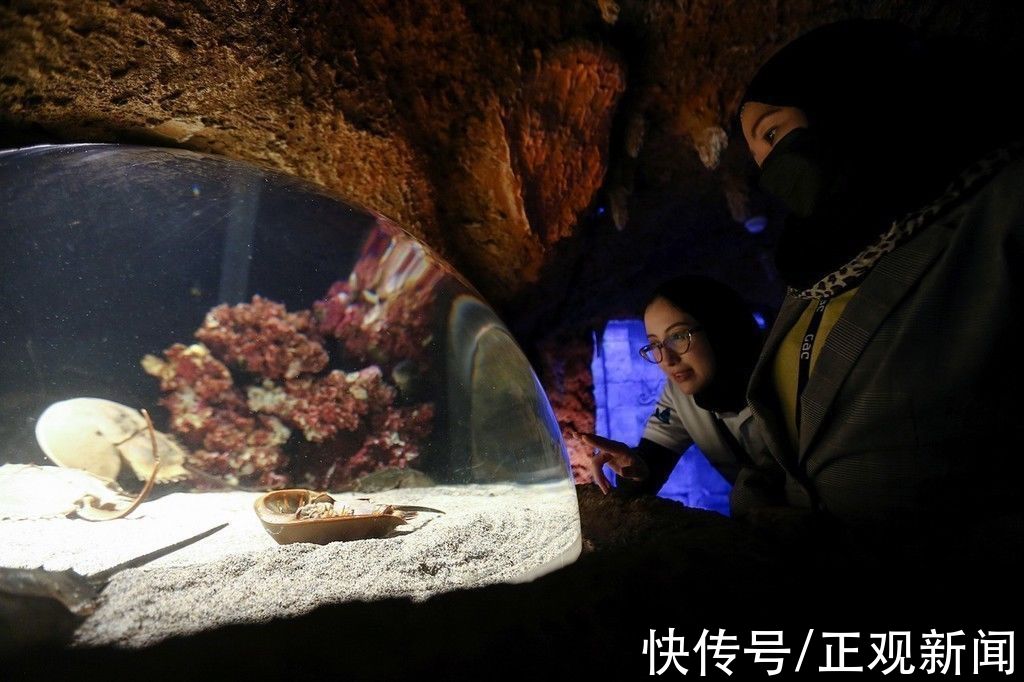 国家水族馆|中东地区最大水族馆——阿布扎比国家水族馆正式开馆