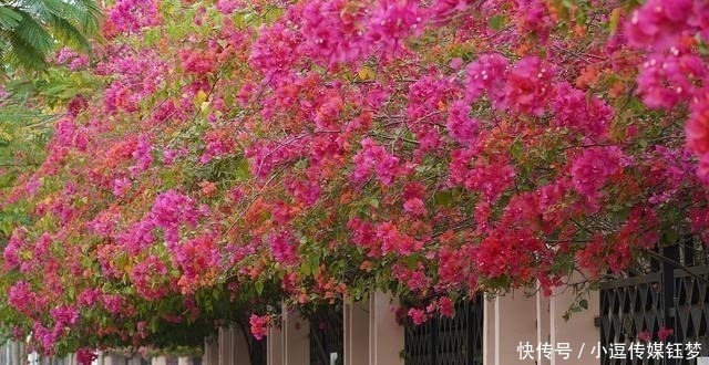 三角梅掉叶子不要怕,养殖中学会这一招,枝叶繁茂跳出墙