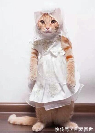 |搞笑动图:家有懒狗一只,谁要领走吧!