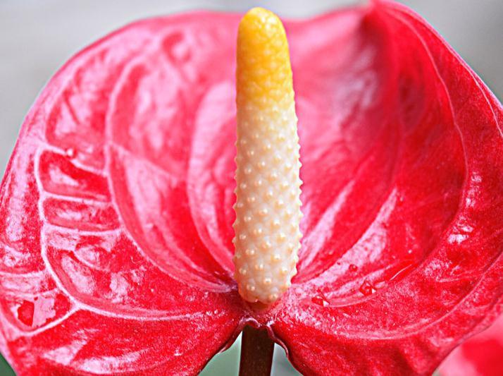 红掌盆栽不够精神,奄奄一息无状态,换个环境试一试