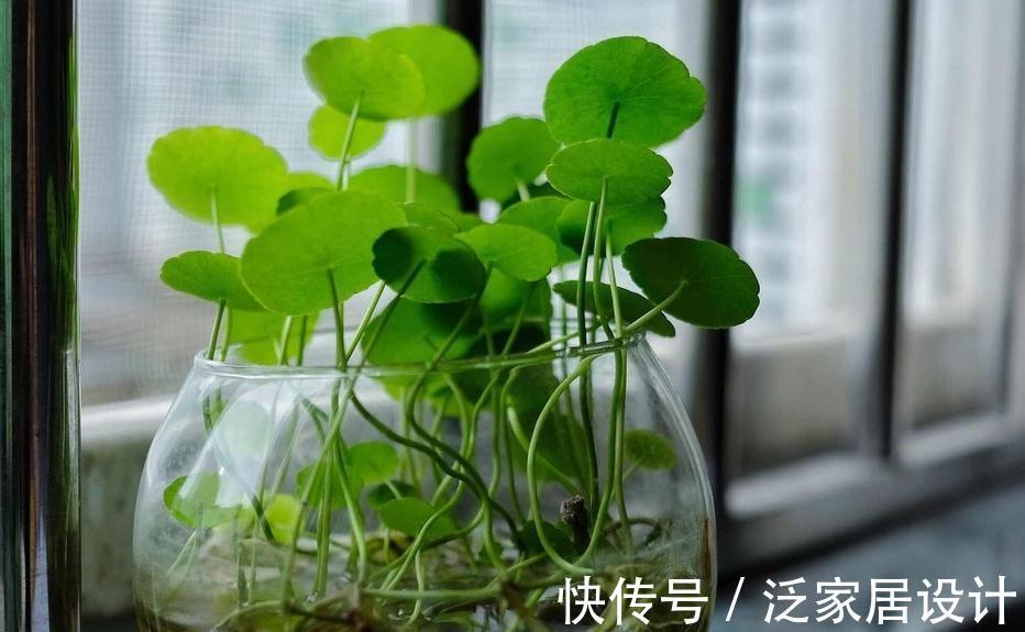 喜水花非它莫属，家中养一盆，健康又环保，简直赚到了