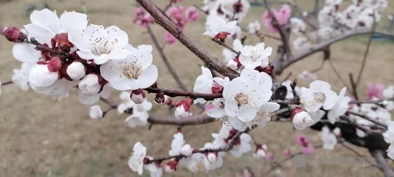 一棵树开出双色花娇艳妩媚傲春风