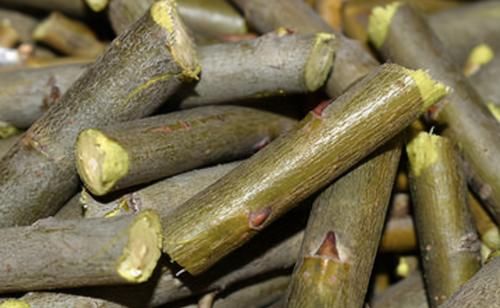 5月养花要养根，3个小窍门护根强根，让人打理盆栽更省心