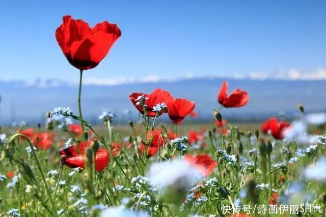 5月伊犁的草原山花烂漫，天山红花无疑是其中最靓丽的一道风景