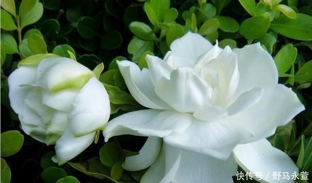 养花施肥别再用土方法了,这3种物质才是最有效的